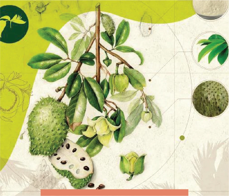 frutas