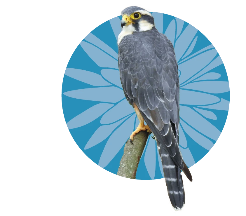 agila