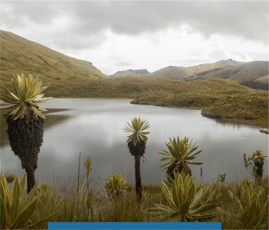 paramo