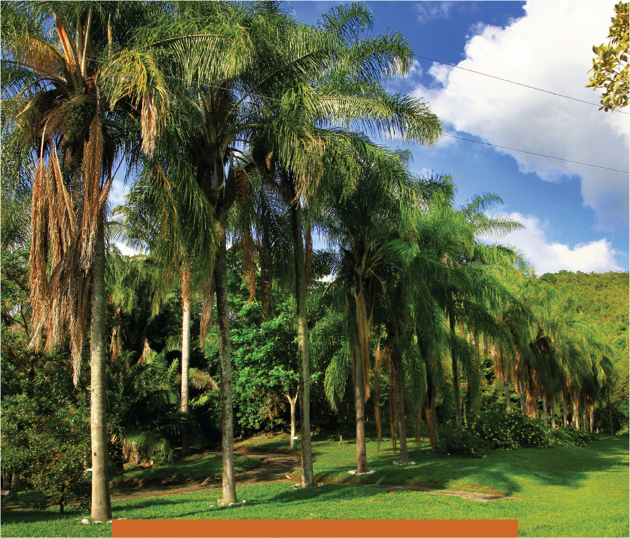 palmas