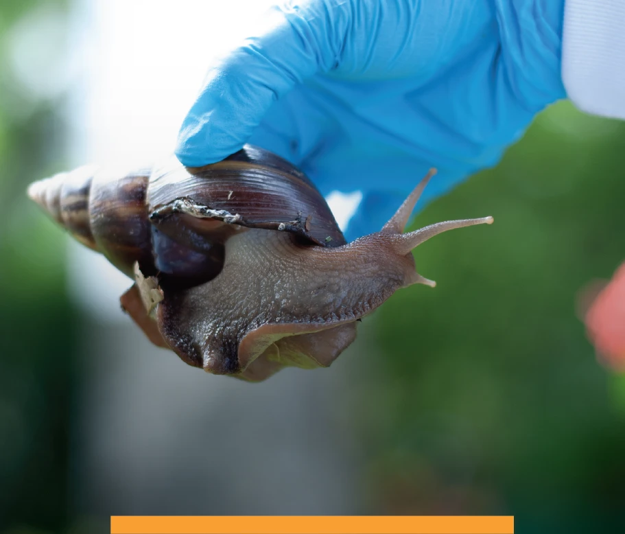 caracol africano
