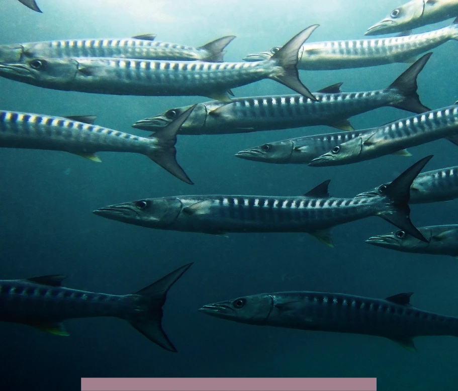 barracuda