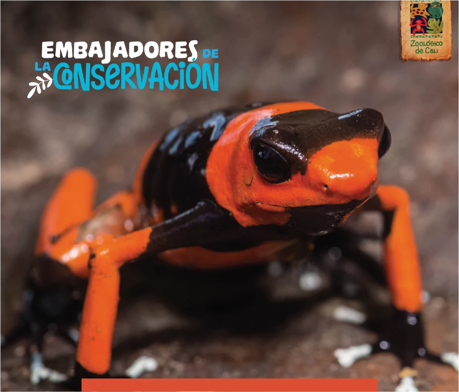 rana venenosa