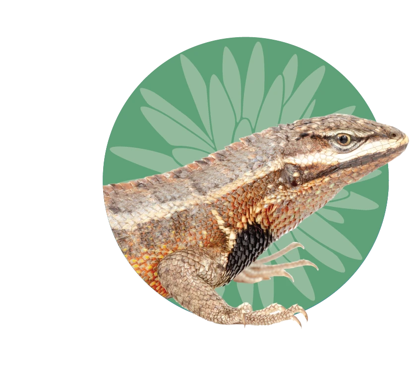 lagartija