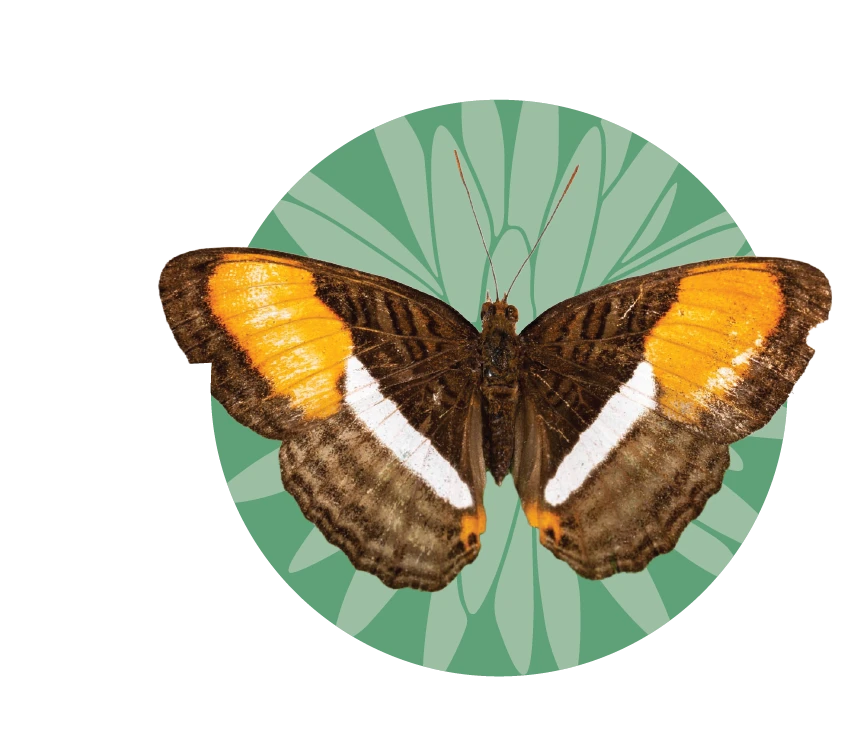 mariposa