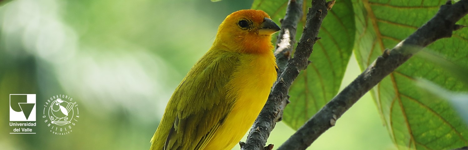 Logo Sesgos sexuales de la inmunidad en aves paseriformes  