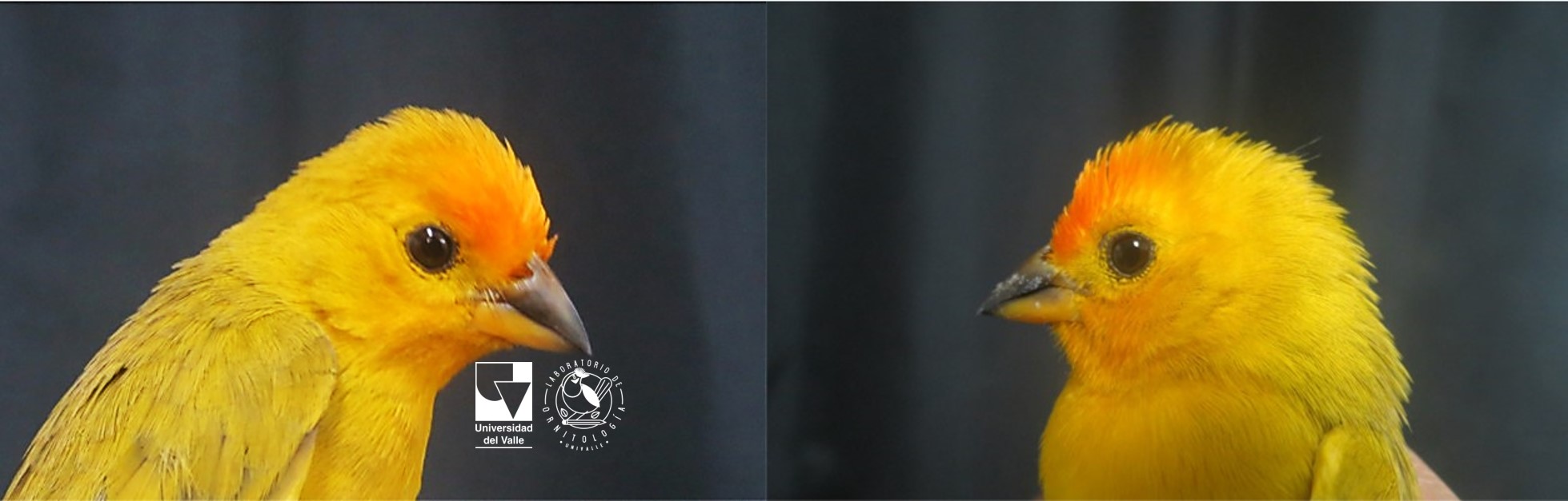 Logo Coloración del plumaje y su significado ecológico en aves