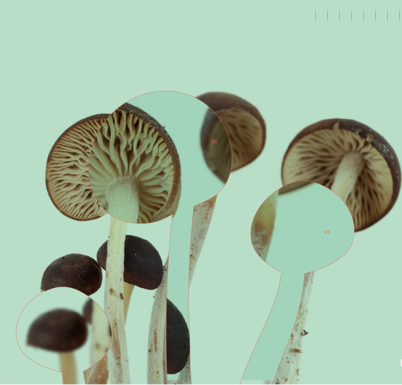 Alianza Biofilia